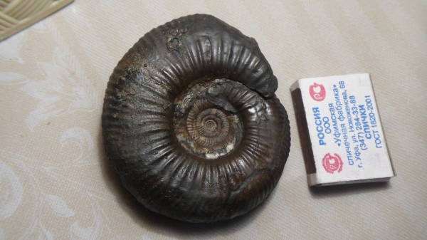 аммониты, Ammonites, Prorsisphinctes