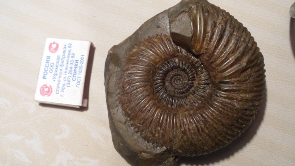 аммониты, Gonolkites, Ammonites