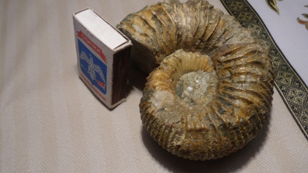 аммониты, Ammonites, Collotia, Reineckeiidae