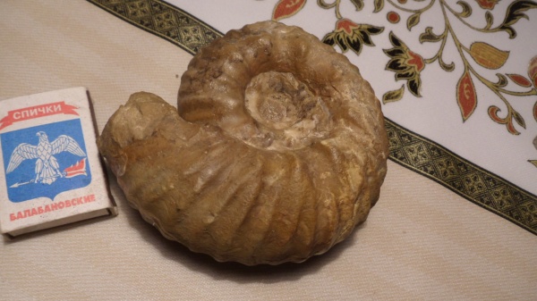 аммониты, Ammonites, Pachyceratidae, Rollierites