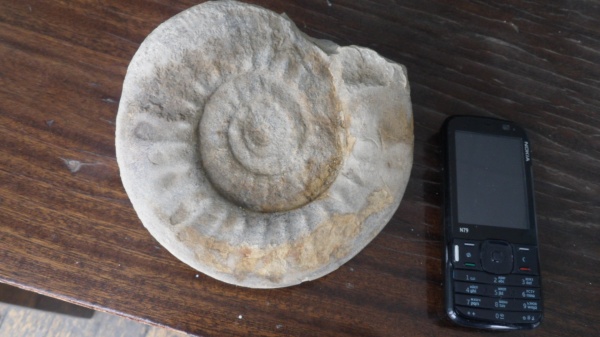 аммониты, Choffatia, Perisphinctidae, Ammonites