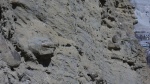 Ammonitoceras в гнезде
