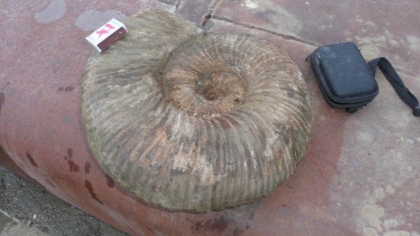 аммониты, Epicheloniceras, Ammonites