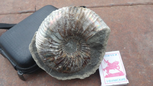 аммониты, Ammonites, р. Боярка, Bojarkia, Bojarkia mesezhnikowi