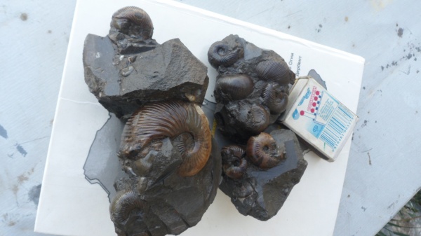 аммониты, Ammonites, Chondroceras