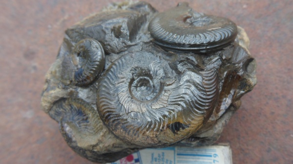 аммониты, Ammonites, Graphoceras