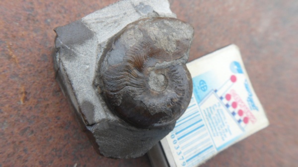 аммониты, Ammonites, Leioceras, Hyperlioceras