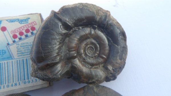 аммониты, Ammonites, Eurystomiceras, Nannolytoceras