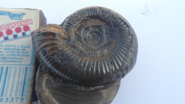 аммониты, Ammonites, верхний байос, Grossouvria, Leptosphinctes, Grossouvria defrancei