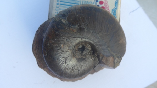 аммониты, Ammonites, Lissoceras, верхний байос