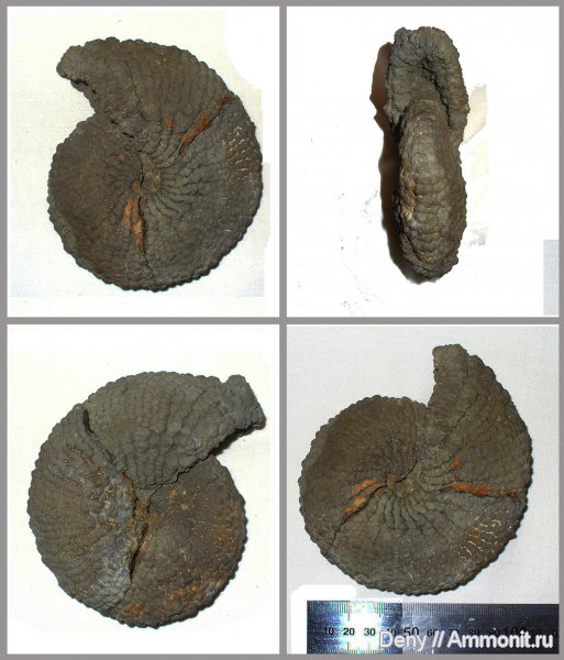 аммониты, головоногие моллюски, Ульяновск, р. Волга, Ammonites