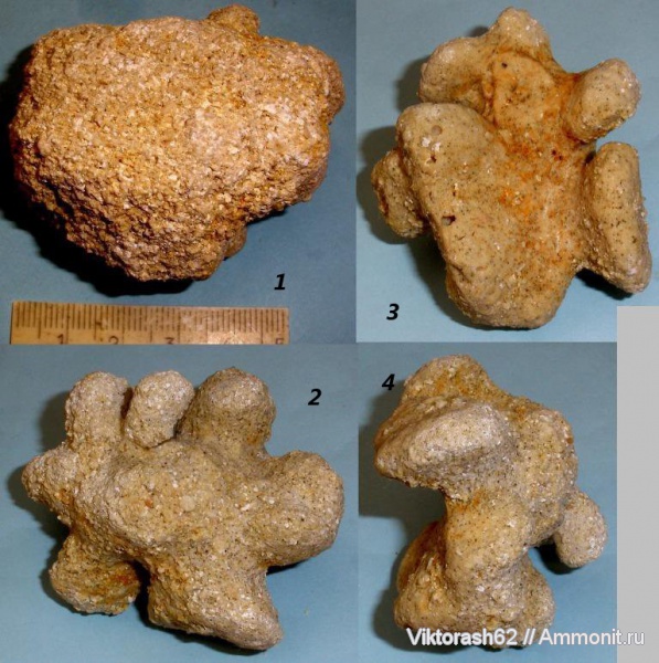 мел, губки, мезозой, беспозвоночные, Barroisia, Cretaceous