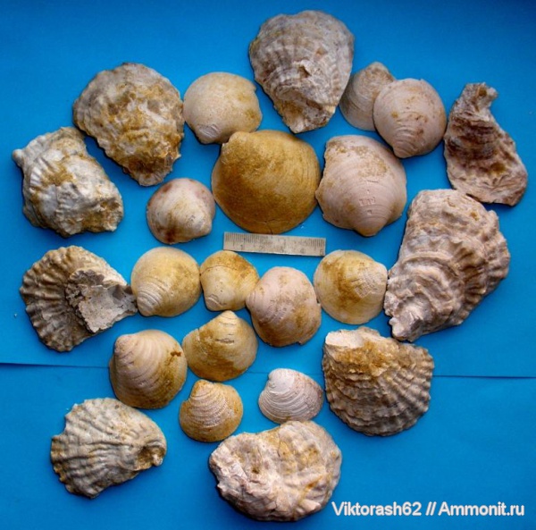 моллюски, неоген, двустворчатые моллюски, кайнозой, Ostrea, Chione clausinella, Glycymeris pilosus