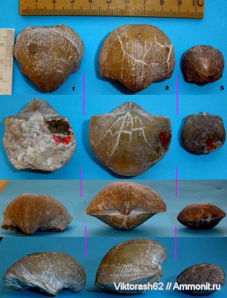 брахиоподы, ордовик, карбон, палеозой, Choristites, Orthambonites calligramma, Ordovician
