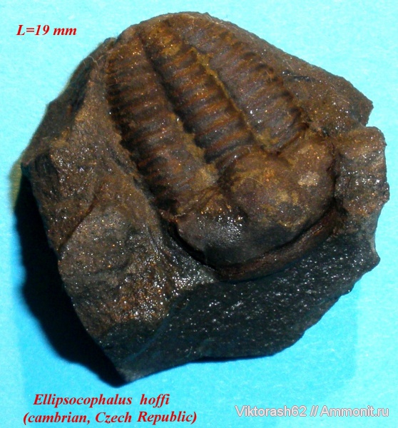трилобиты, кембрий, палеозой, членистоногие, Чехия, Cambrian, Ellipsocephalus hoffi