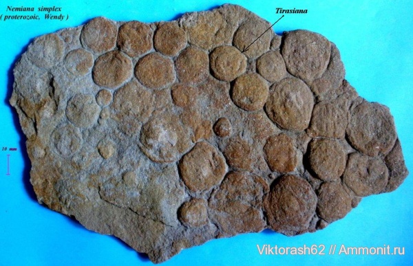 докембрий, медузоиды, Nemiana simplex, Винницкая область, эдиакарий-венд, Tirasiana