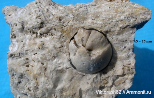 неоген, двустворчатые моллюски, кайнозой, Jouannetia semicaudata, Максимовцы