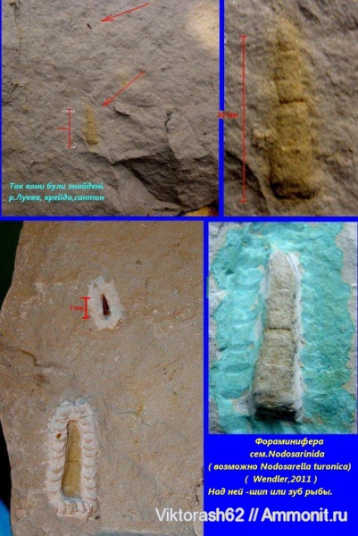 мел, мезозой, простейшие, фораминиферы, беспозвоночные, Галич, сантон, Santonian, Cretaceous