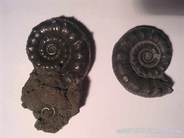 аммониты, Англия, Ammonites, Eoderoceras, Fossils, United Kingdom, England, Eoderoceratidae
