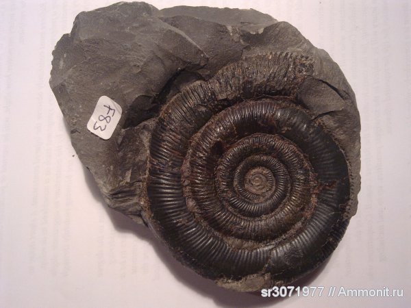 аммониты, Великобритания, Dactylioceras, Англия, Ammonites, Fossils, United Kingdom, England, Dactylioceras tenuicostatum