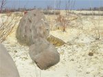 Глыба песчаника с множественными ризоконкрециями , содержащая крупный фрагмент окаменелого растения
