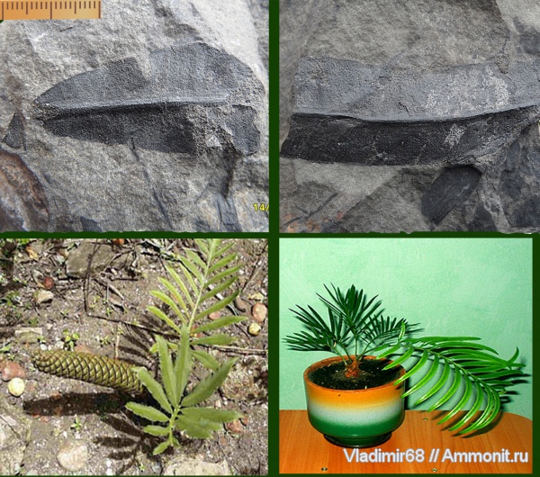 мел, растения, мезозойская эра, голосеменные, Приморский край, Nilssonia, саговниковые, Cretaceous
