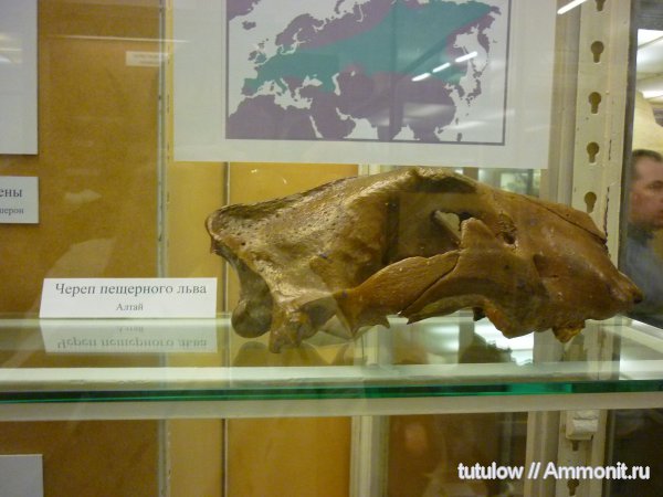 череп, Зоологический музей Санкт-Петербурга, пещерный лев, Panthera leo spelaea, Panthera, Panthera leo