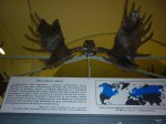 Фрагмент черепа ископаемого лося с рогами
