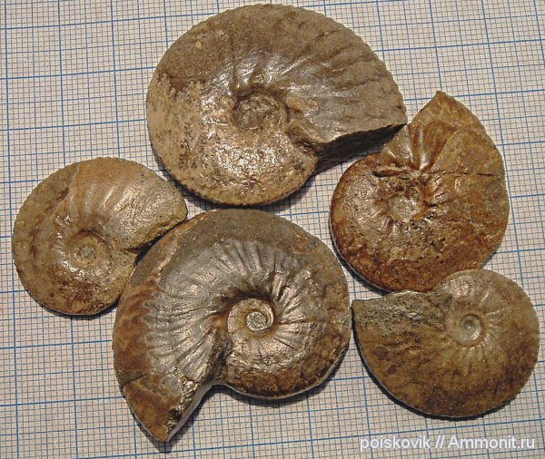 аммониты, головоногие моллюски, альб, Крым, Ammonites, Балаклава, Anahoplites planus, Anahoplites, Albian, эрратические валуны, верхний альб