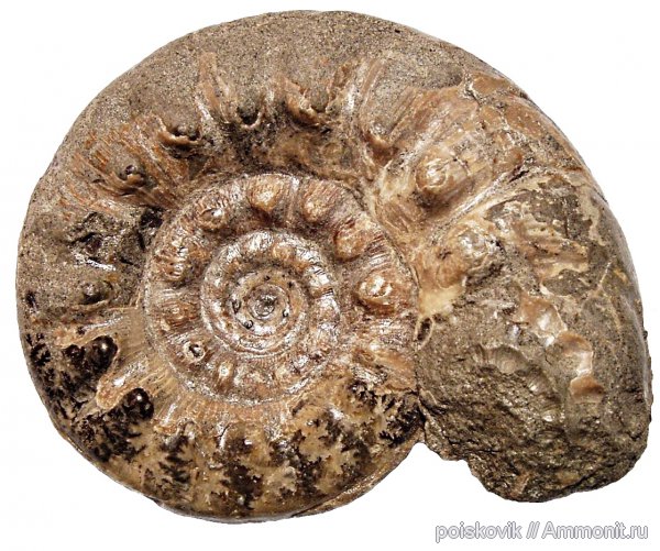 аммониты, головоногие моллюски, альб, Крым, Ammonites, Балаклава, Kossmatella agassizianus, Albian, эрратические валуны, верхний альб