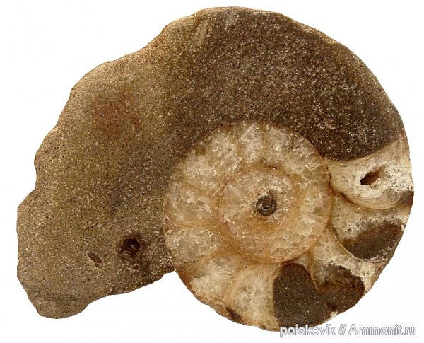 аммониты, головоногие моллюски, альб, Крым, Desmoceras, Ammonites, Балаклава, Albian, верхний альб