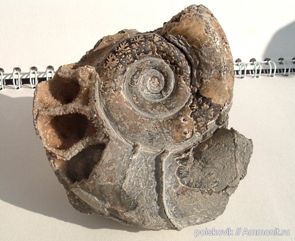 аммониты, головоногие моллюски, берриас, Крым, Ammonites, Protetragonites tauricus, Protetragonites