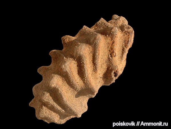 аммониты, головоногие моллюски, берриас, Крым, Ammonites, Neocosmoceras, Berriasian, Neocosmoceras minutus