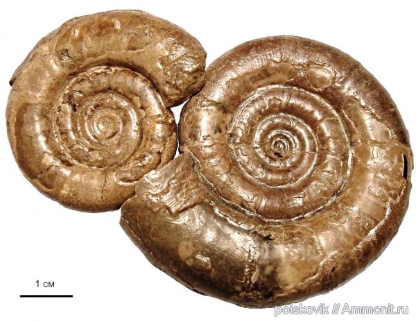 аммониты, головоногие моллюски, берриас, Крым, Ammonites, Protetragonites tauricus, Berriasian