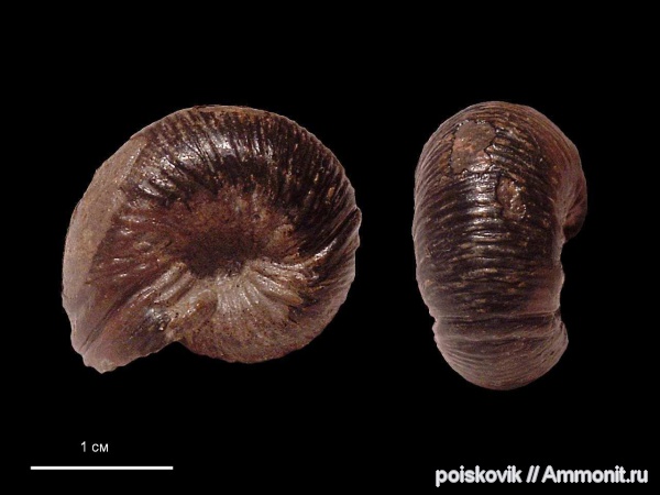 аммониты, головоногие моллюски, берриас, Крым, Ammonites, Olcostephanus