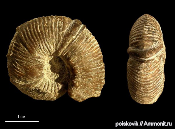 аммониты, головоногие моллюски, берриас, Крым, прижизненные повреждения, Ammonites, Olcostephanus