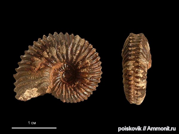 аммониты, головоногие моллюски, берриас, Крым, Ammonites, Hegaratia tauricus, Hegaratia