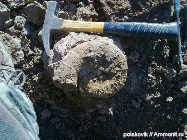 аммониты, гетероморфные аммониты, головоногие моллюски, баррем, Crioceratites, Ammonites, Barremian, heteromorph ammonites