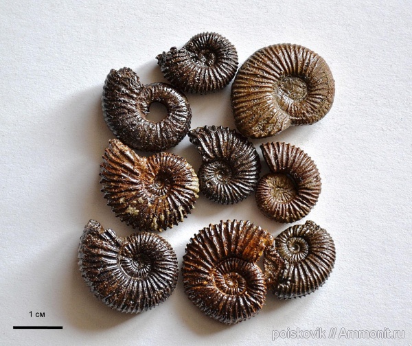 аммониты, головоногие моллюски, берриас, Крым, Ammonites, берриаселлиды, Berriasian