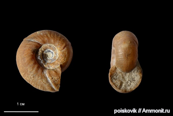 аммониты, головоногие моллюски, Крым, Ammonites, Olcostephanus
