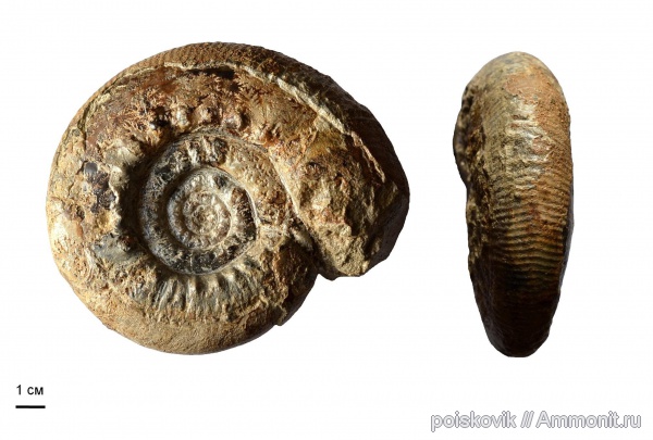 аммониты, головоногие моллюски, берриас, Крым, Ammonites, Spiticeras, Berriasian