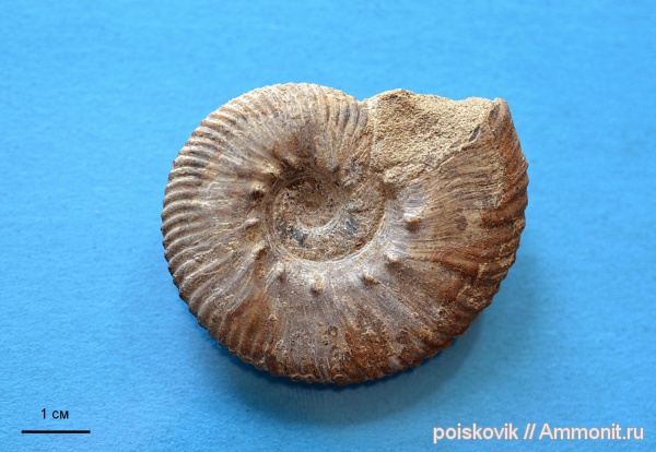 аммониты, головоногие моллюски, берриас, Крым, Ammonites, Dalmasiceras