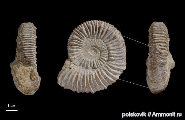 аммониты, головоногие моллюски, Крым, прижизненные повреждения, Ammonites