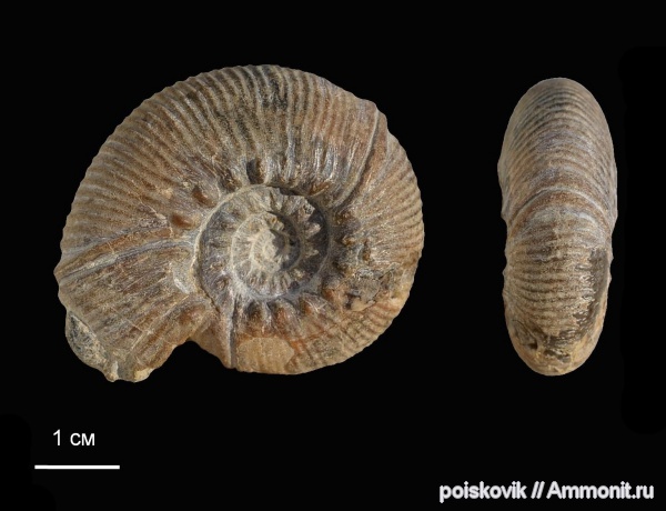 аммониты, головоногие моллюски, берриас, Крым, Ammonites, Olcostephanus, Berriasian