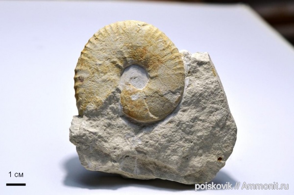 аммониты, головоногие моллюски, Крым, верхний мел, Ammonites, Балаклава, Pachydiscus, Pachydiscus gollevillensis, Upper Cretaceous