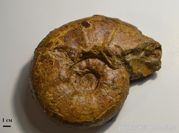 аммониты, головоногие моллюски, Крым, готерив, Ammonites, Valdedorsella, верхний готерив
