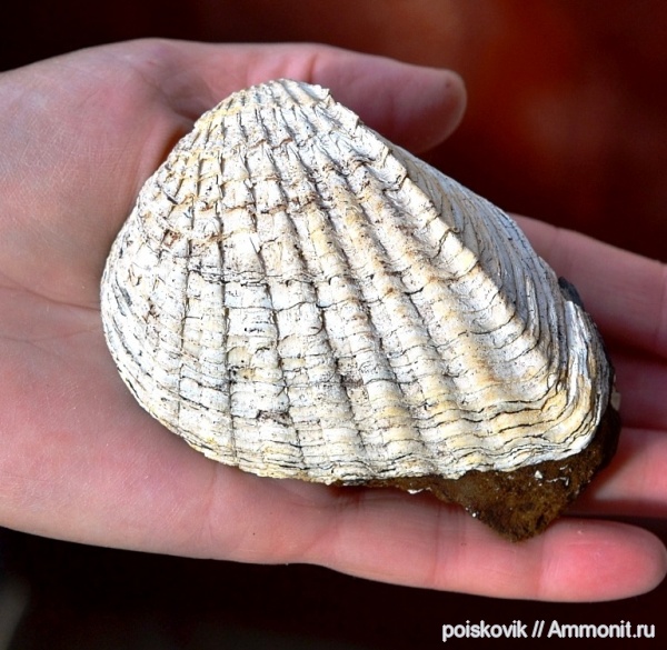 двустворки, двустворчатые моллюски, Крым, Pontalmyra crassatellata
