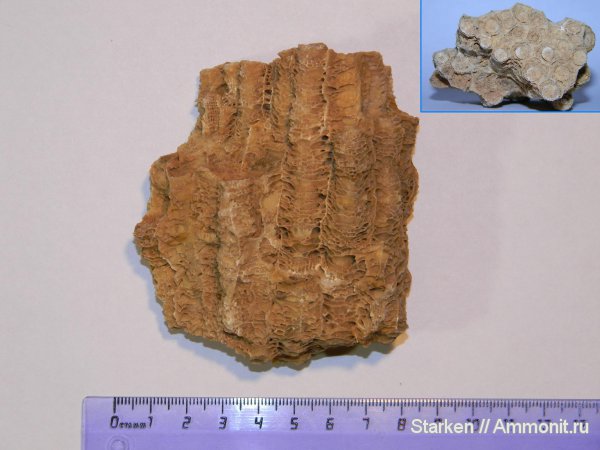 кораллы, Тверская область, нижний карбон, Actinocyathus, Rugosa, Хотошинский карьер