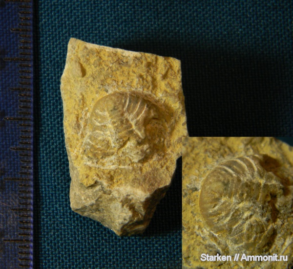 трилобиты, ордовик, Тверская область, Phacopida, Pterygometopus, Рогачевский карьер, Ordovician
