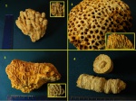 Разнообразие кораллов Хотошинского карьера